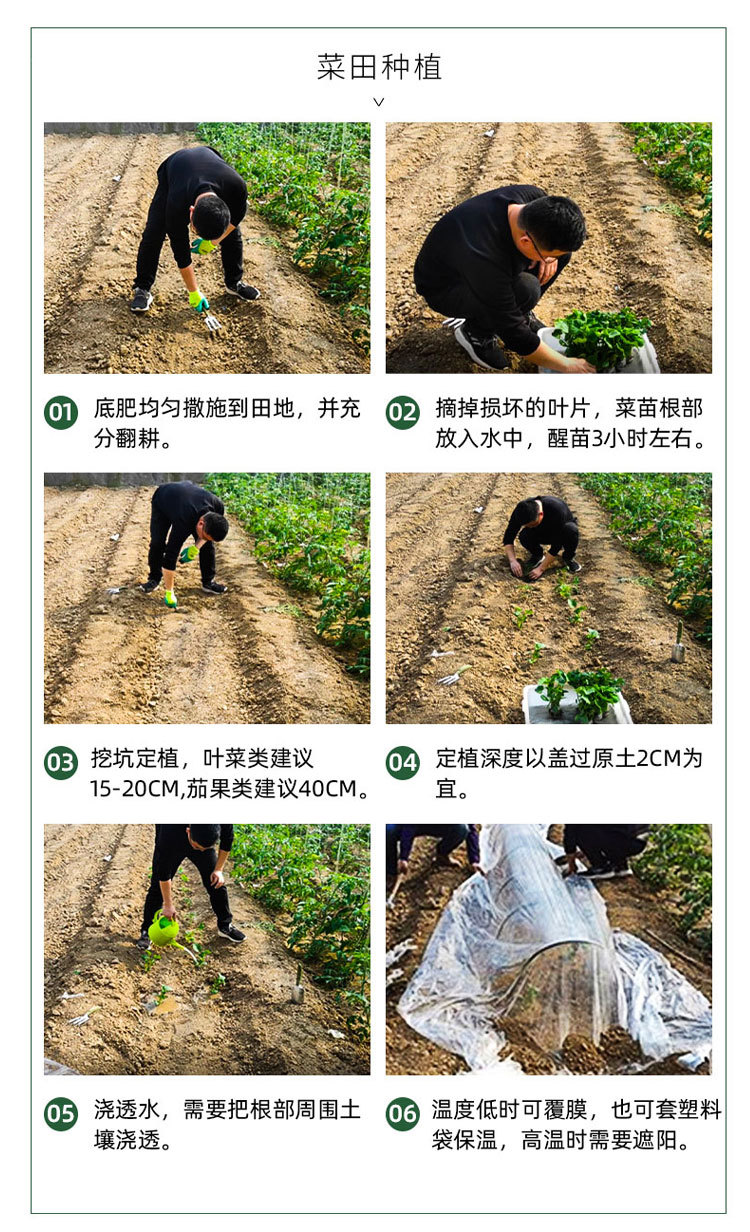 1782803023497296.jpg 西兰花苗4.jpg